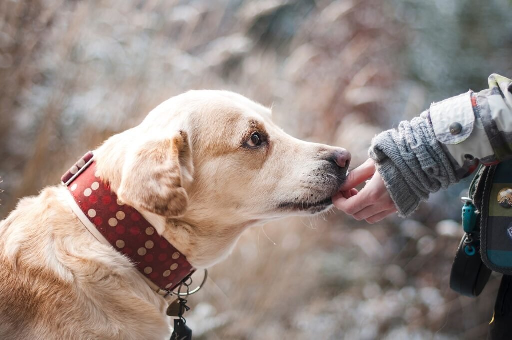 is chocolate bad for dogs